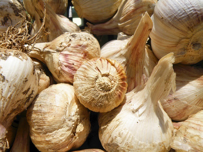 How to tell if garlic is bad