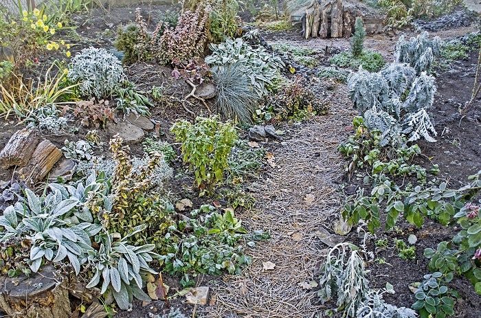 Your Plants Alive During Winter, How To Keep Outdoor Plants Alive In Winter